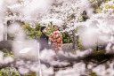 桜時期の天気⑦
