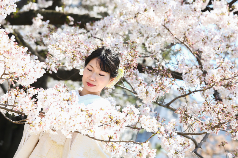 桜でロケーション撮影
