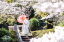 桜の開花日④