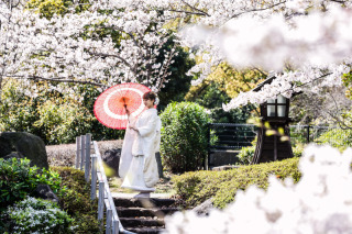 桜の開花日④