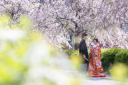 桜花期の撮影