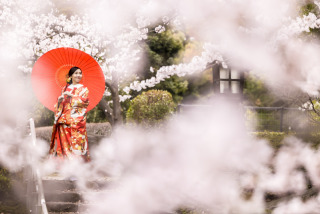 桜撮影②