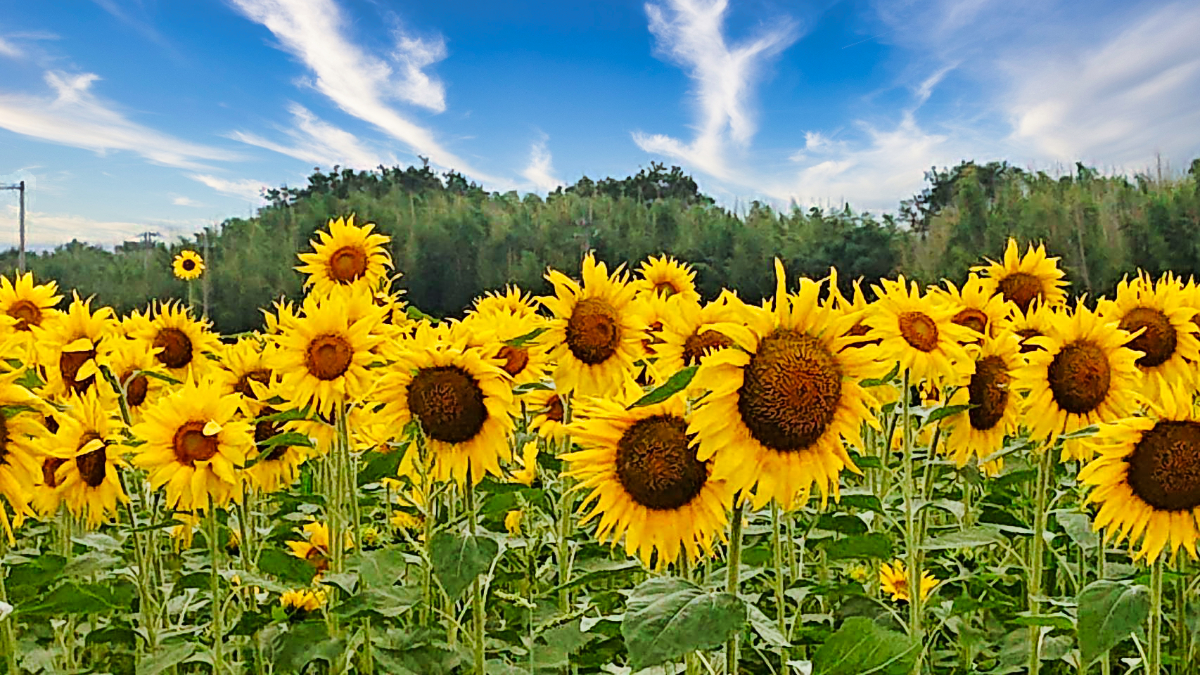 ひまわり撮影キャンペーン 公開日 21年7月1日 スタジオエース徳島本店 徳島県でフォトウェディング探すならphotorait