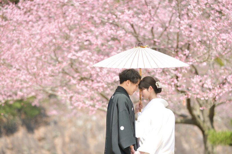 2026年、桜フォトありがとうございました。