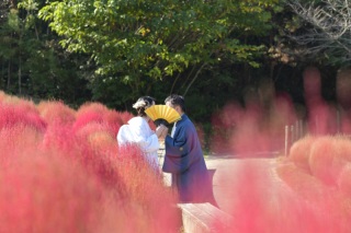 まんのう公園の秋の花