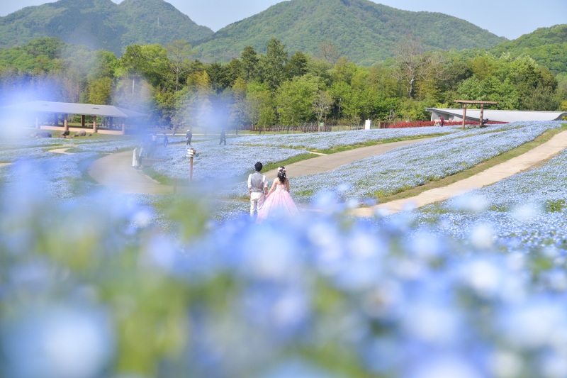 まんのう公園の春の花