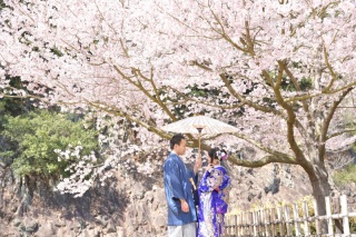 今年も綺麗な桜