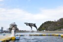 日本ドルフィンセンターへ行ってきました!