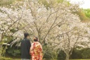 桜とフォトウエディング「年内特典」で「◯◯」に!!