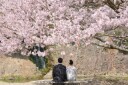 2026年、桜フォトありがとうございました。