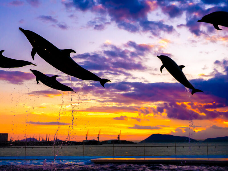 水族館が好きな人はこれで決まり!!