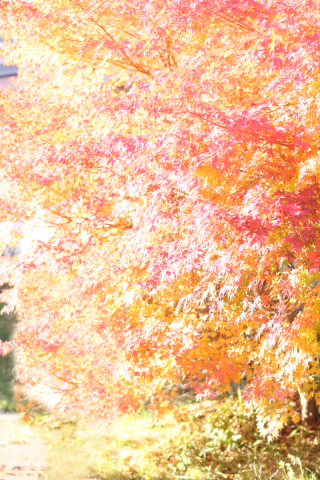 紅葉が映える季節になりました!