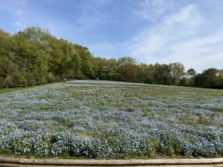 【青の絨毯】まで、あと一息!