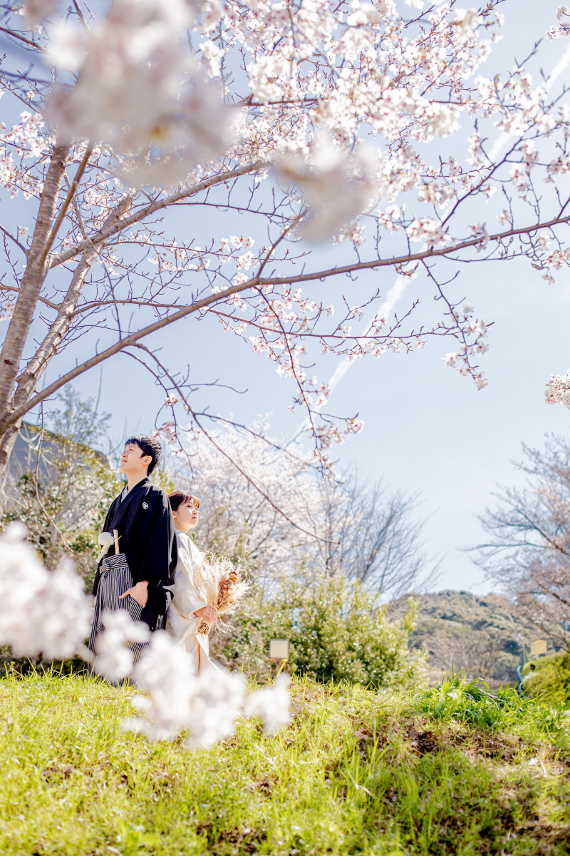 桜シーズン、和装ロケの様子