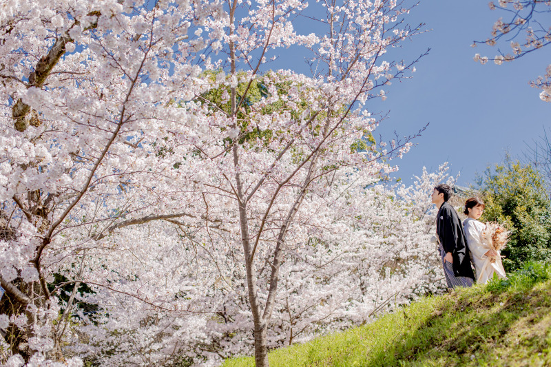 桜シーズン、和装ロケの様子