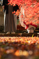 嵐山の観光：古都の自然と歴史を満喫する