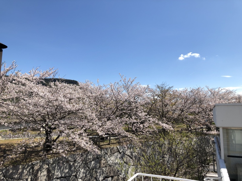 桜撮影の空き状況