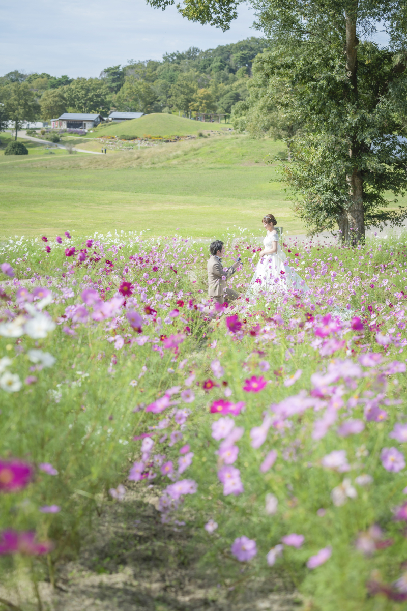 コスモス撮影【まんのう公園】