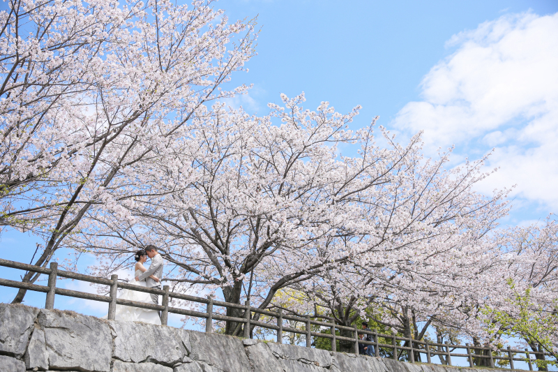 桜の時期の撮影はほぼご予約いっぱいとなりました