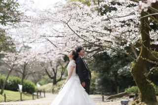 桜ショット一挙公開