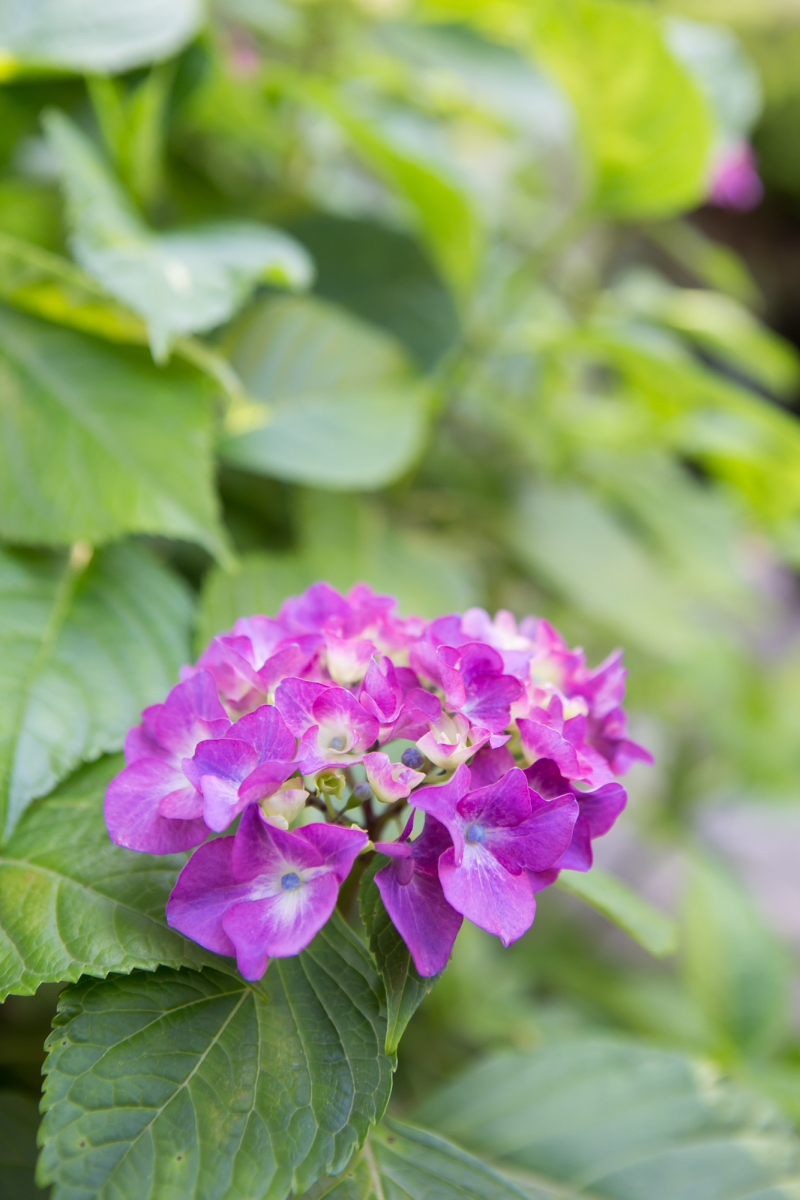 もうすぐ紫陽花も咲きますよ☆!!