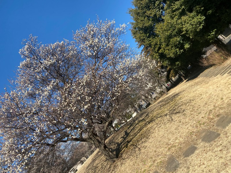 ~梅の開花状況~