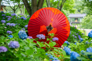 6月紫陽花シーズン