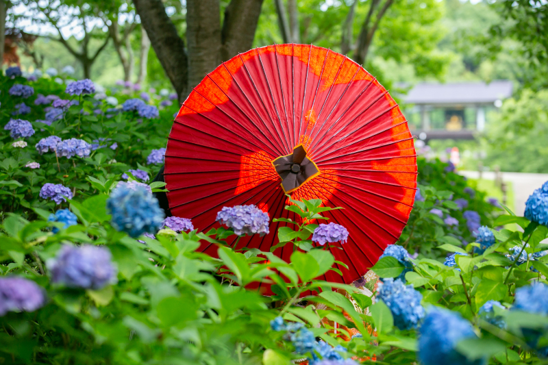 6月紫陽花シーズン
