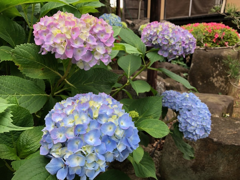 ～紫陽花の季節になりました✾～