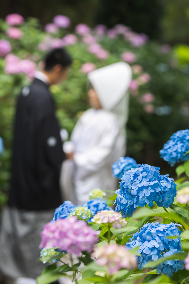 【2022年紫陽花シーズン】ご紹介♪