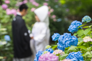 【2022年紫陽花シーズン】ご紹介♪