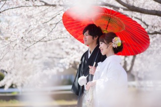 *SAKURAの開花に関して*