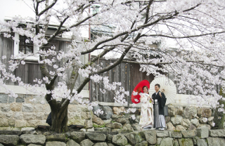 前撮り☆人気の桜ロケーション残りわずか☆