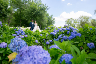 紫陽花フォトの魅力♪
