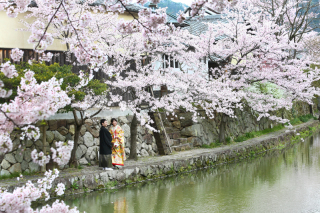 桜満開♪ロケーションフォト