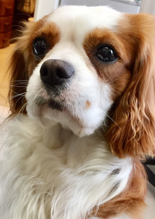 ペットと一緒に♪