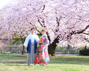 *桜ロケーション**