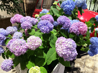 *紫陽花が満開です*