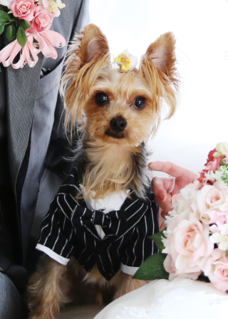 きょうのわんこ♡