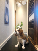 和装スタジオ＆看板犬COCO♡