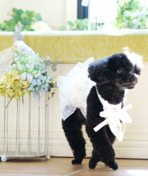 Dog's Bride♡