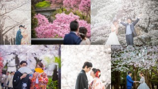桜シーズン到来!