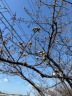 河津桜の開花情報