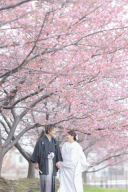 桜早期ご予約キャンペーン♪