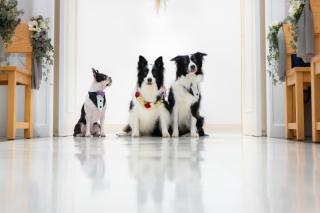 チャペルでペットと一緒に撮影♩