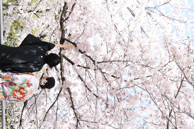 桜ロケーションプラン