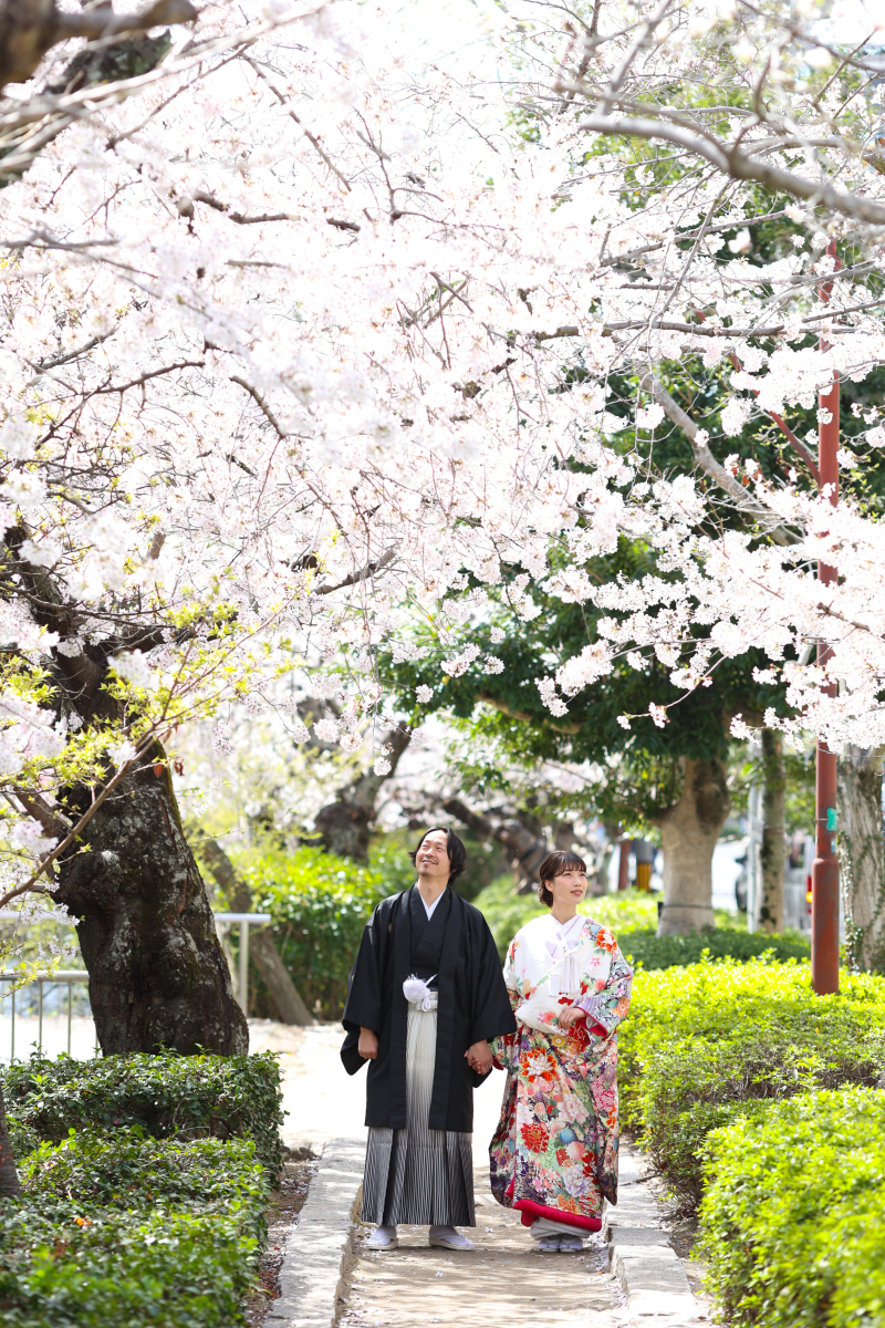 SAKURA*
