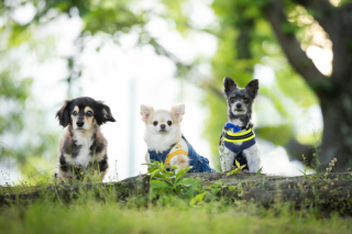 わんこも撮れます