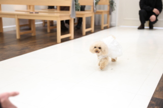 ワンちゃんと一緒に♡