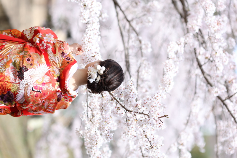 桜ご予約、まだ間に合います♪